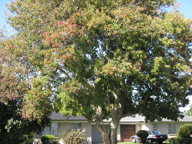 Trident maple- Cambridge Tree Trust